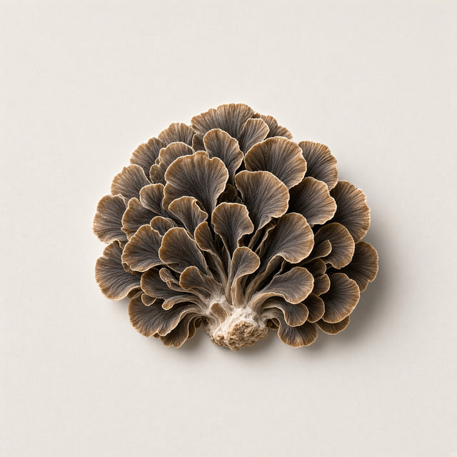 Maitake mushroom (Grifola frondosa), photo