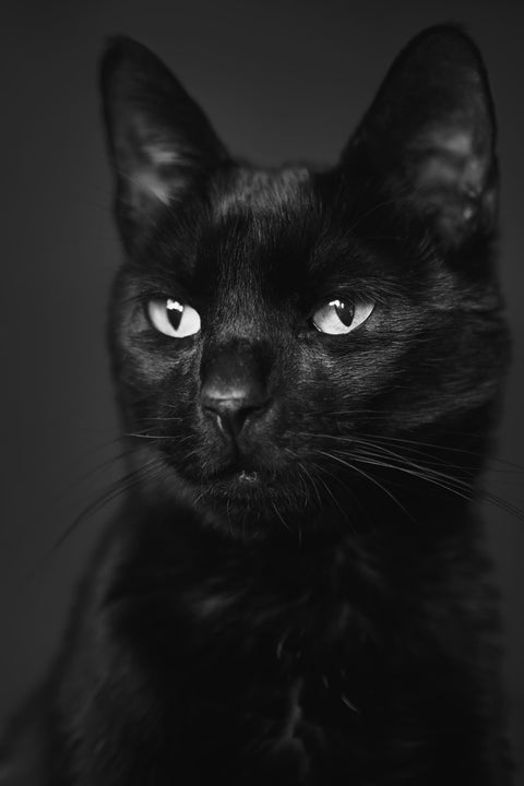 Amica Science Black Cat Collection For Felines Lifestyle View for Dogs and Cats