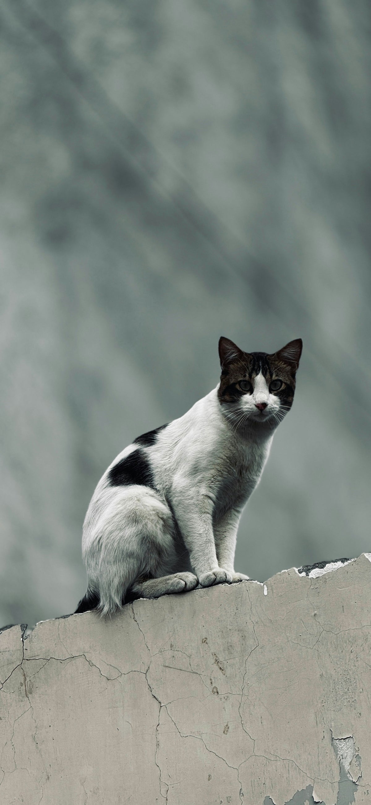 Amica Science Cat Outdoors Homepage Lifestyle View for Dogs and Cats