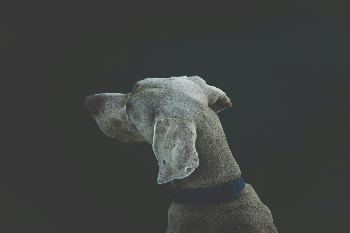 Amica Science Dog Portrait Homepage Lifestyle View for Dogs and Cats