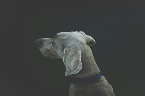 Amica Science Dog Portrait Homepage Lifestyle View for Dogs and Cats