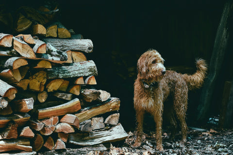 Amica Science Dog with Firewood Homepage Lifestyle View for Dogs and Cats