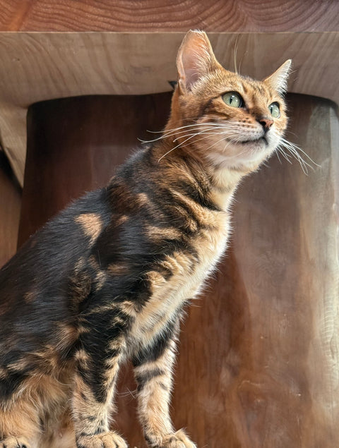 Amica Science for cats