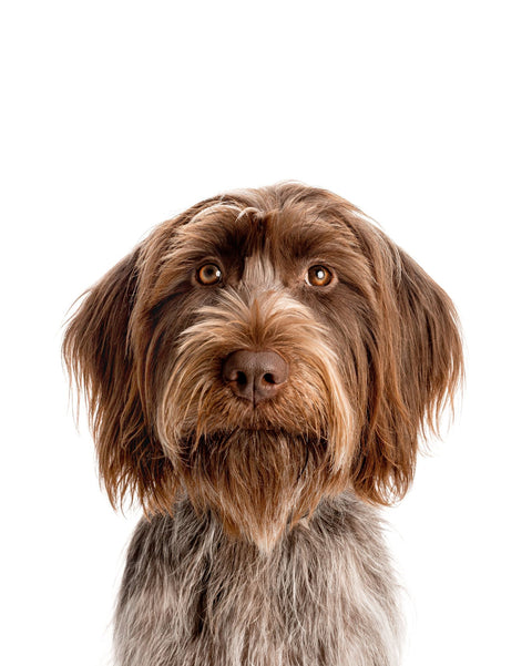 Homepage hero — dog with Salmon Bites