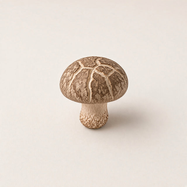 Shiitake mushroom (Lentinula edodes), photo
