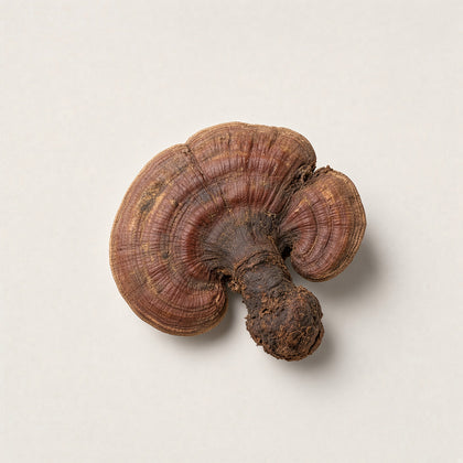Organic Reishi mushroom (Ganoderma lucidum), one of the mushrooms you can add to your blend